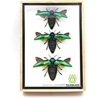 3 auténtica joya Beetle (Sternocera Aeguisignata) abierto alas Mounts insectos Animales taxidermia en enmarcado